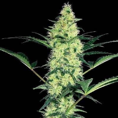 White Label White Diesel semena neobsahují THC 3 ks