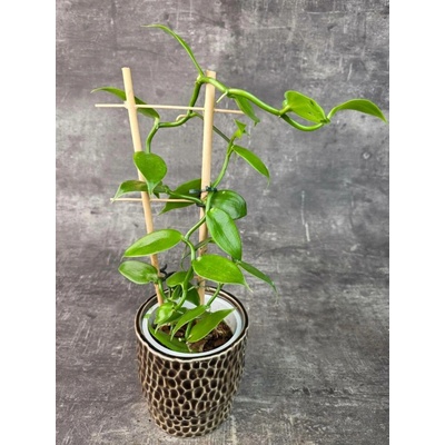 Vanilla Planifolia na žebříku 12 cm (Raritní vanilka, rychle rostoucí liánová rostlina)