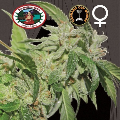 Big Buddha Seeds Buddha Tahoe OG semena neobsahují THC 5 ks