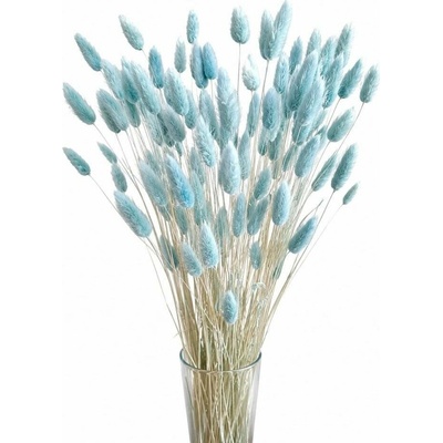 Sušený lagurus (králičí ocásek) baby blue 45g