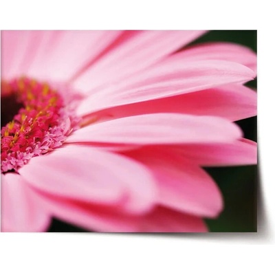 Sablio Plagát Ružová gerbera - 90x60 cm