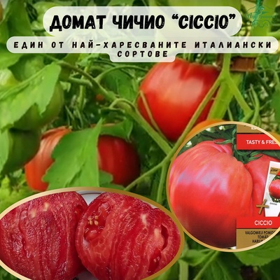 Seklos Домат розов гигант Чичио Ciccio