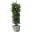 Nicoly tree 180 cm