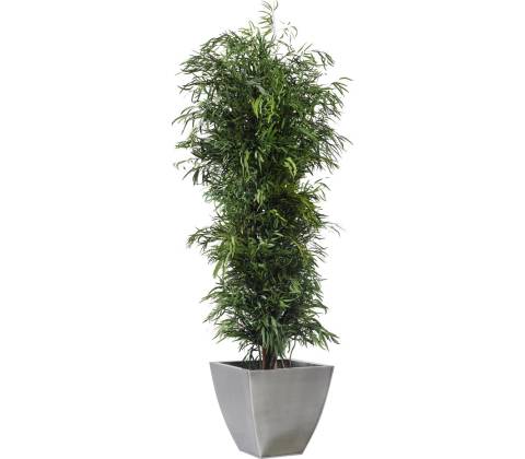 Nicoly tree 180 cm