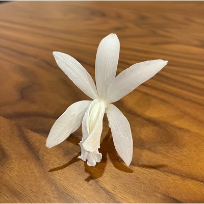 Stabilizované kvety Orchidea Cattleya - biele Kus: 1