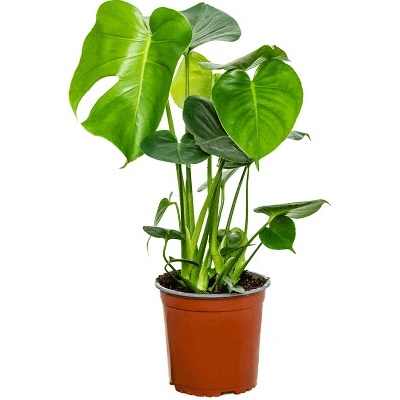 Monstera deliciosa 17x70 cm
