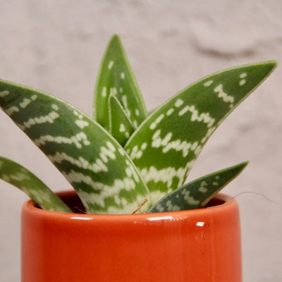 Aloe Vera variegata baby