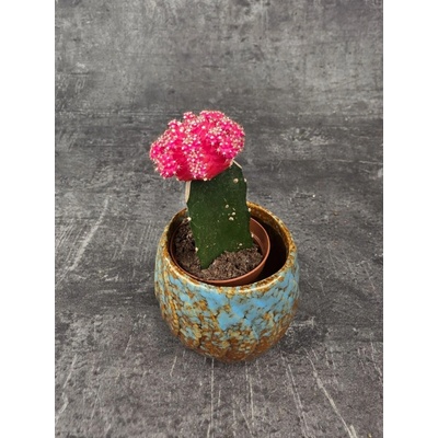 Kaktus Gymnocalycium růžový