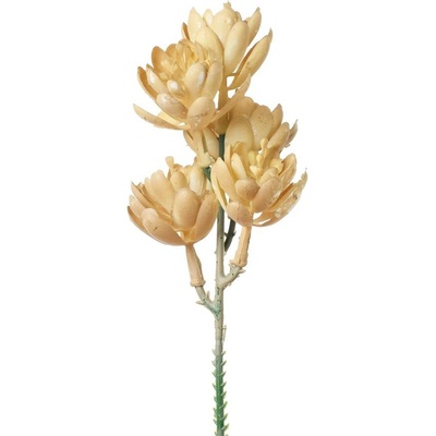 ZÁPICH SUKULENT BÉŽOVÝ 18CM