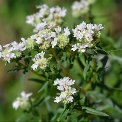 Máta americká horská Pycnanthemum pilosum semena máty 20 ks