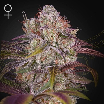 Green House Seed Gran Jefa semena neobsahují THC 3 ks
