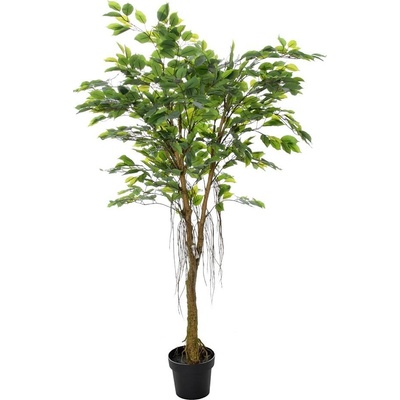 FIKUS V PLAST.KVETINÁČI ZEL. 150CM