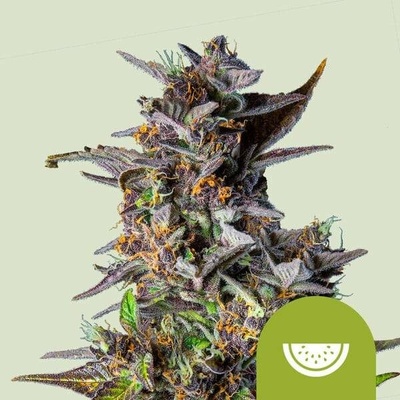 Royal Queen seeds Watermelon Automatic semena neobsahují THC 3 ks