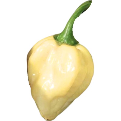 Need For Seed Chilli Habanero White semena 10 ks