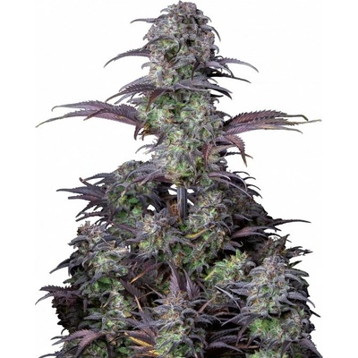 Fastbuds Blue Dream Auto semienka neobsahujú THC 100 ks
