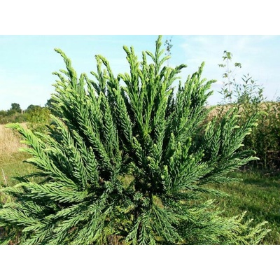 Kryptoméria japonská Lobbii, výška 70-90 cm, kvetináč 23 cm