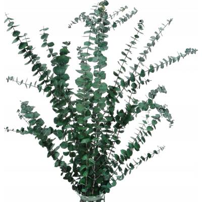 Stabilizovaný eukalyptus baby, zelená kytice