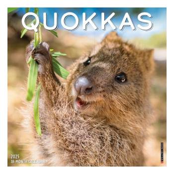 Willow Creek Press Calendars Quokkas 2026 12 X 12 Wall Calendar | Willow Creek Press