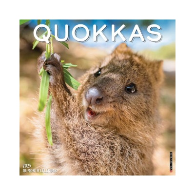 Willow Creek Press Calendars Quokkas 2026 12 X 12 Wall Calendar | Willow Creek Press