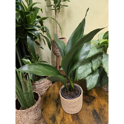 Aspidistra Elatior – Zbozi.Blesk.cz