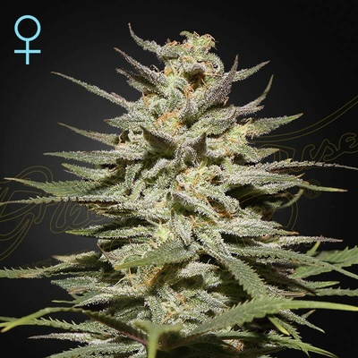 Green House Seed Super Lemon Haze CBD semienka neobsahujú THC 10 ks