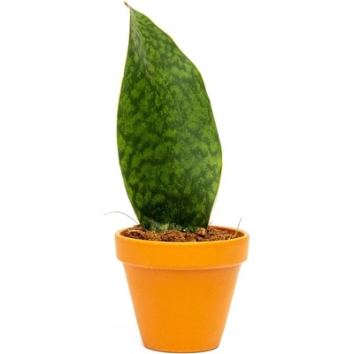 Gardners Sansevieria Masoniana Whale Fin, průměr 10,5 cm Sanseveria, Tchýnin jazyk, Tenura