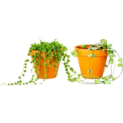 Gardners Set rostlin Duo Ceropegia a Senecio Svícník, Starček převislý