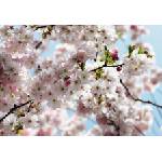  Фототапет Spring