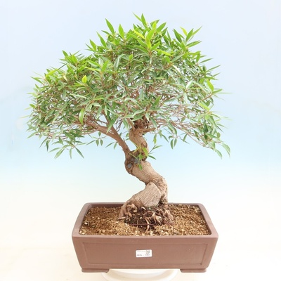 e-bonsai Pokojová bonsai - Ficus nerifolia - malolistý fíkus