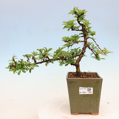 e-bonsai Venkovní bonsai - Pyracantha teton - Hlohyně šarlatová