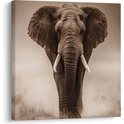 Obraz africký slon v mlze - 50x50
