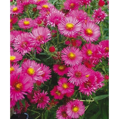 Aster novae-angliae ALMA POTSCHKE - hvězdnice, astra