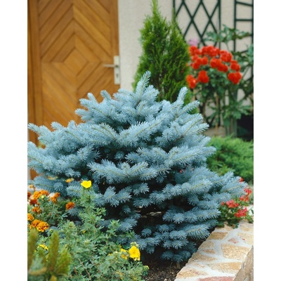 Picea pungens 'Glauca Globosa' 10-15 C2L