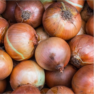 Cibuľa ozimná Winteria - Allium cepa - semená - 250 ks