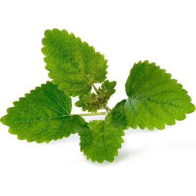 VÉritable (Франция) Пълнител (лингот) Lemon Balm Organic за настолна градина Véritable® - маточина (VLIN-A10-Mel00A)