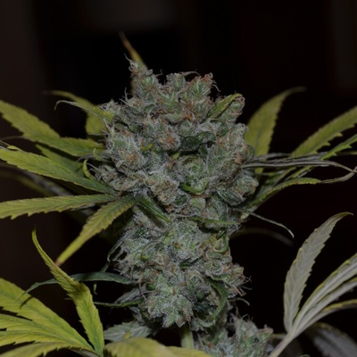 CBD Crew CBD Sweet & Sour Widow regular semienka neobsahujú THC 5 ks