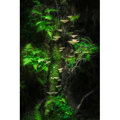 Plagát, Obraz - Mushroom Wall, Petri Damstén, 26.7 × 40 cm