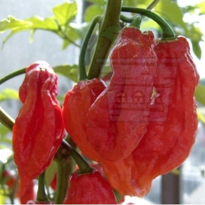 Семена от люти чушки сорт Призрачен ("Ghost" / Bhut Jolokia) 10 бр (207920)