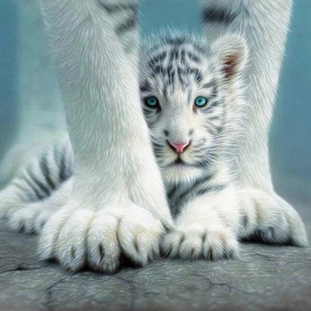 Image 1 of Синеоко лъвче 40/30 см