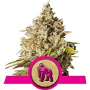 Royal Queen Seeds Royal Gorilla semena neobsahují THC 3 ks