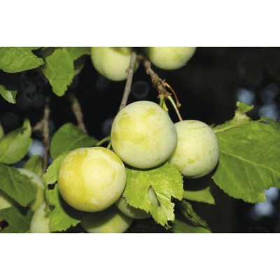 Švestka BIO FloraSelf Bio Prunus 'Oullinská renklóda' výška kmene 35-40 cm celková výška 80-90 cm květináč 5 l samosprašná