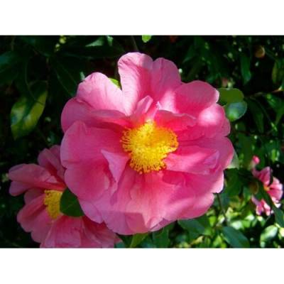 Kamélia japonská (Camellia japonica) ´SASANQUA´ - výška 120-150 cm, kont. C5L - NA KMIENKU