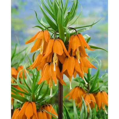 Korunkovka královský 'Aurora imperialis' 1 ks