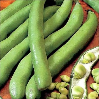 BIO Bôb Hangdown - Vicia faba - semená bio bôbu - 20 ks