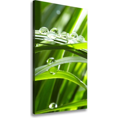 Vertikálny foto obraz canvas Steblo trávy 50x100 cm