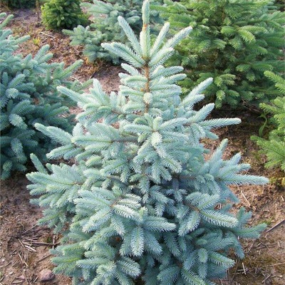 Smrek pichľavý strieborný smrek Picea pungens výška do 50 cm