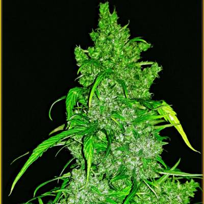 Anaconda Seeds Anaconda Auto semena neobsahují THC 10 ks