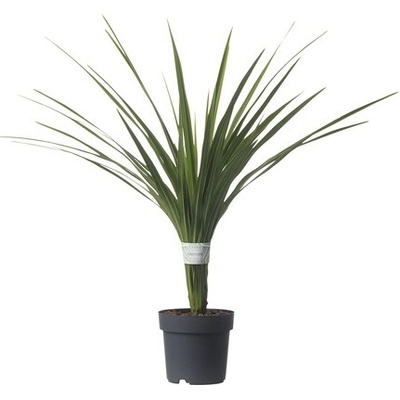Dračinka jižní FloraSelf Cordyline australis 'Peko' květináč Ø 17 cm