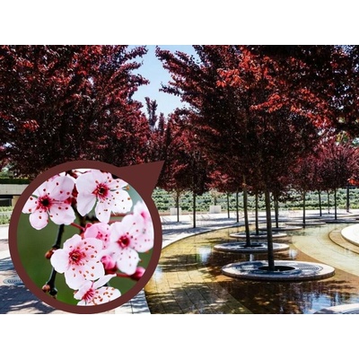 Okrasná slivka Pissardi Nigra na 90-110 cm kmienku, výška 220-250 cm, kvetináč 18 l