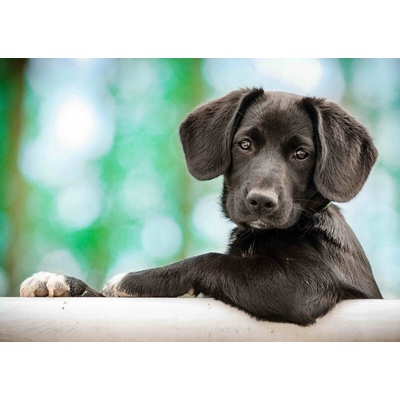 Pohlednice 3D Model puppy